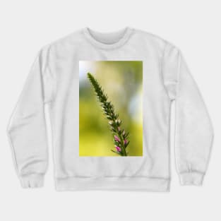 A close up of Spikes of pink Veronica flowers, selective focus Crewneck Sweatshirt